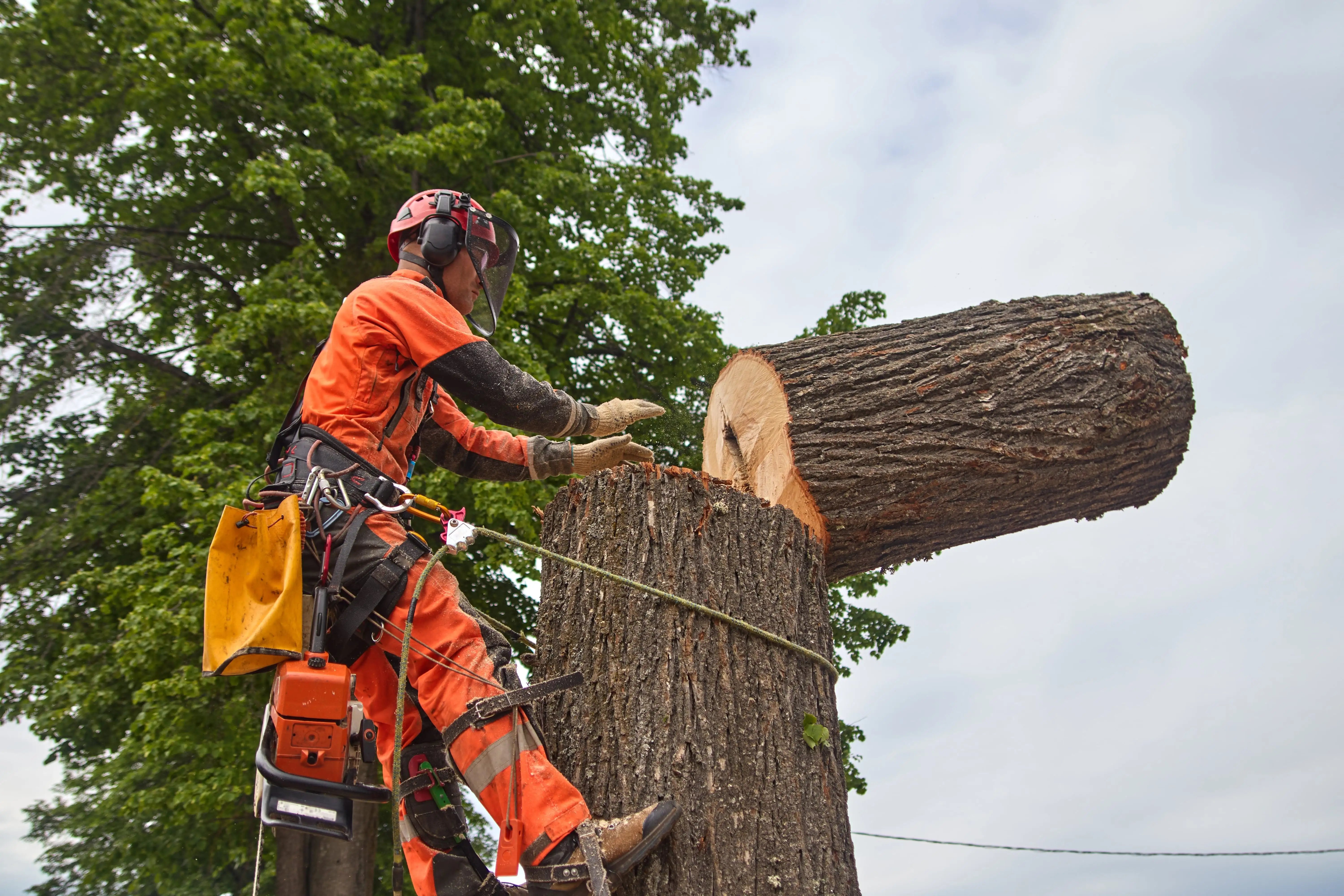 Tree surgeon in orange overalls at work dismantling the top of a thick tree with ropes, protective equipment and a commercial van hire for tree surgeons.
